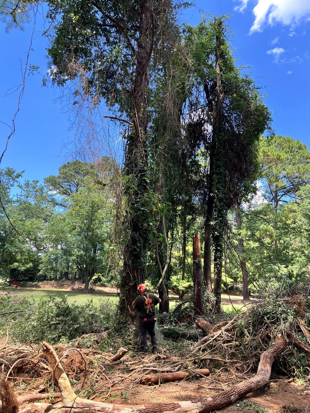 Tree Pruning by Big South Land & Tree