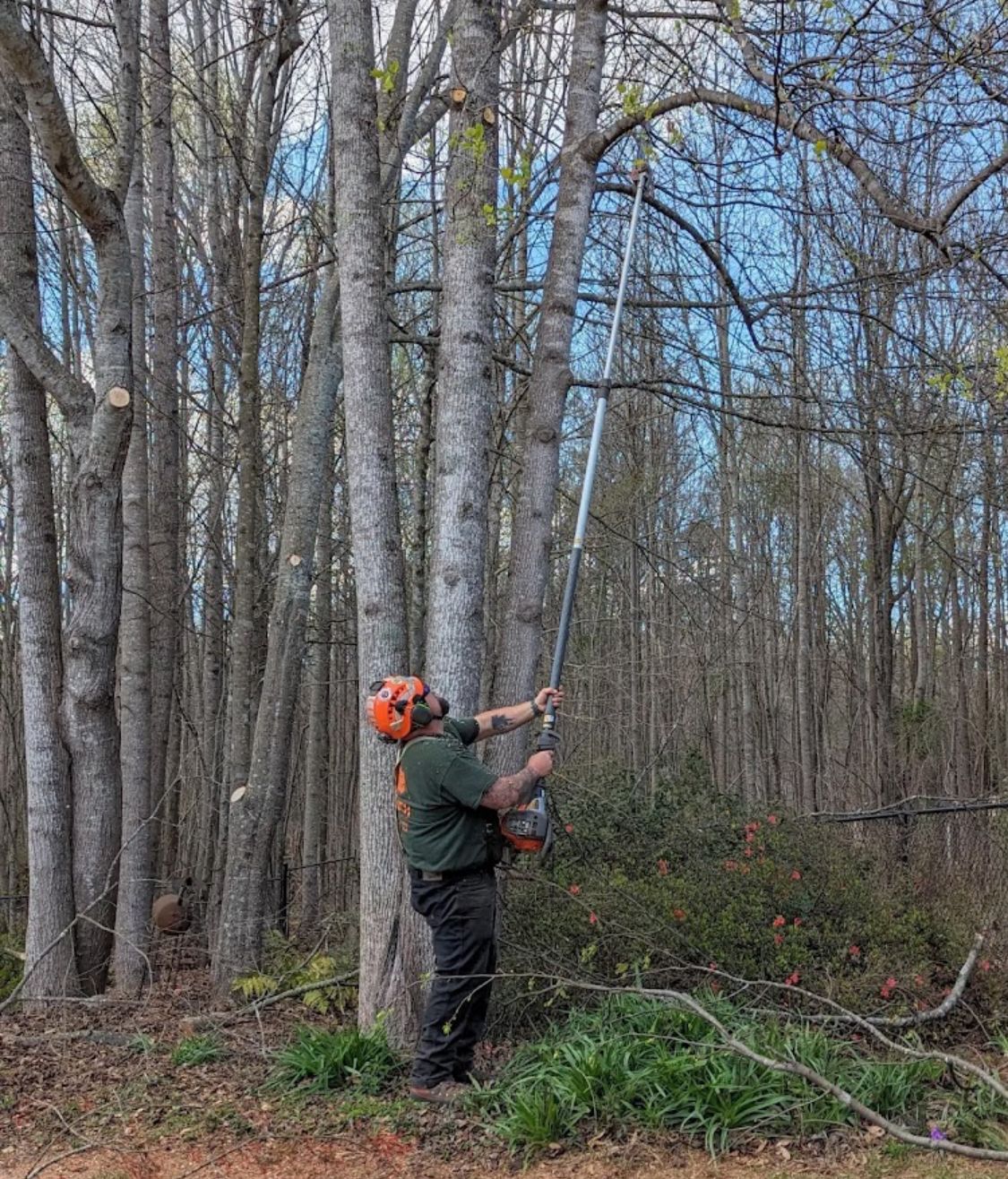 Big South arborist working aloft in a tree