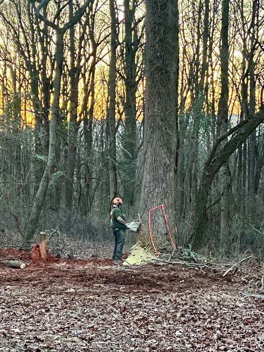 Big South Land & Tree project photo