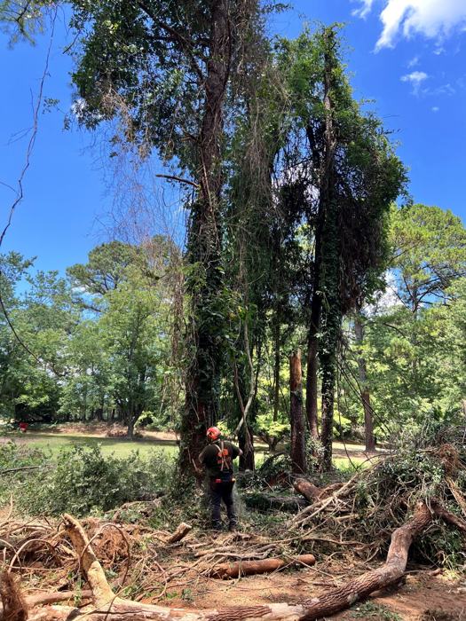 Big South Land & Tree project photo