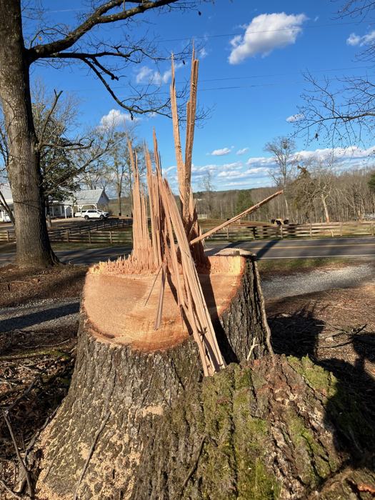 Big South Land & Tree project photo