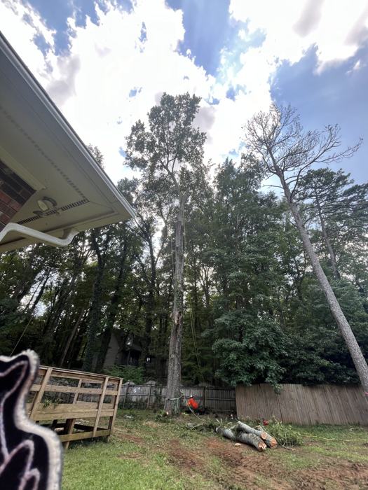 Big South Land & Tree project photo