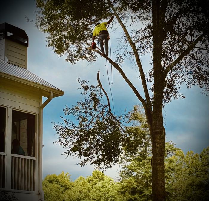 Big South Land & Tree project photo