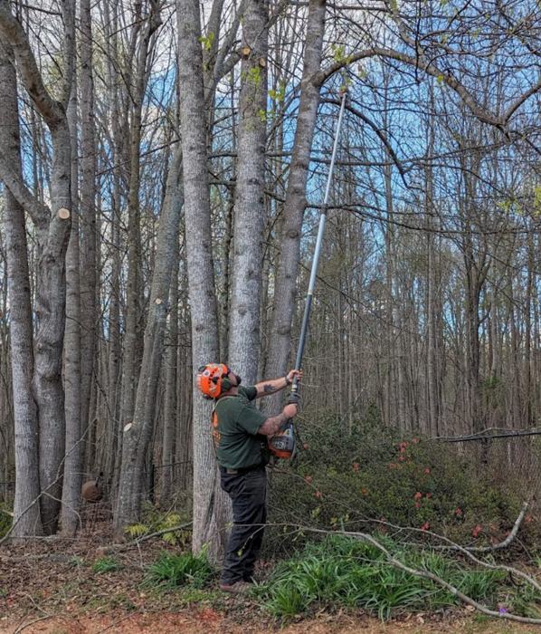 Big South Land & Tree project photo