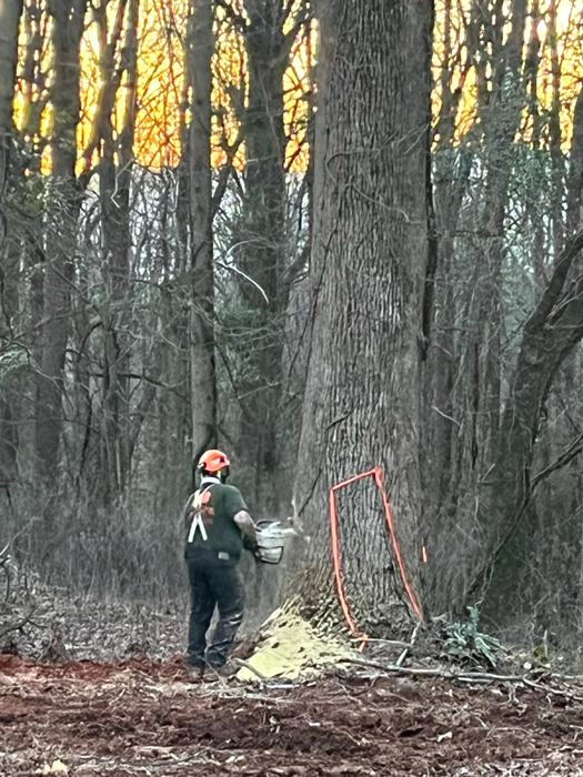 Big South tree service project