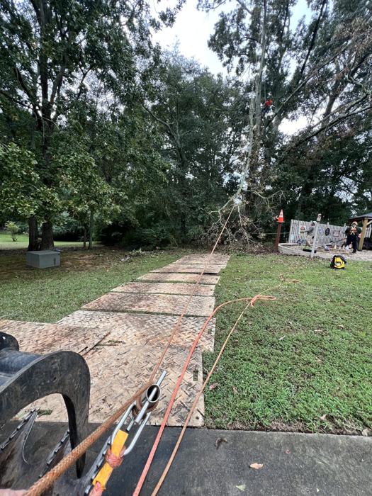 Big South Land & Tree project photo