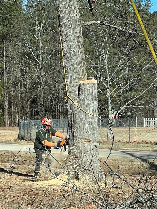 Big South tree service project