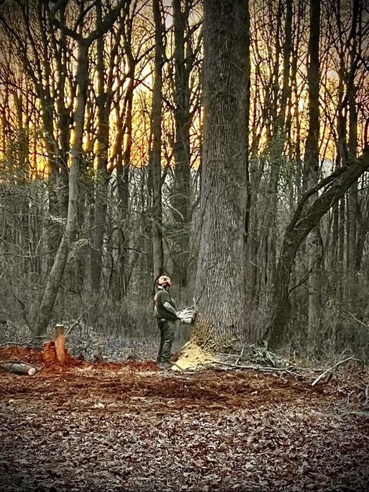Big South Land & Tree project photo