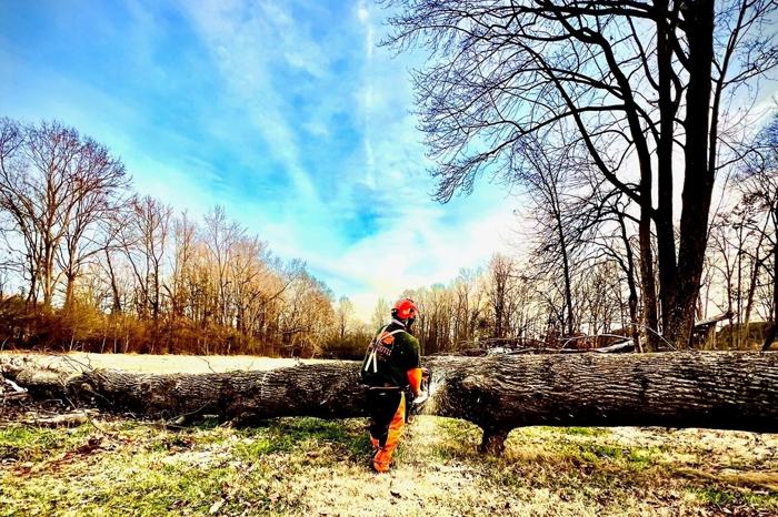 Big South Land & Tree project photo